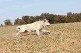GOLDEN RETRIEVER 129